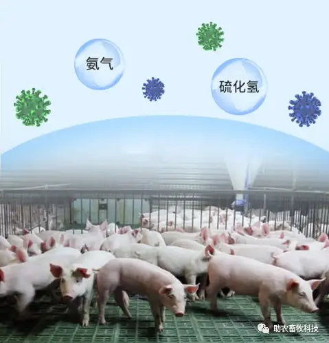 养殖业生物除臭技术_养殖厂除臭_养殖场生物除臭