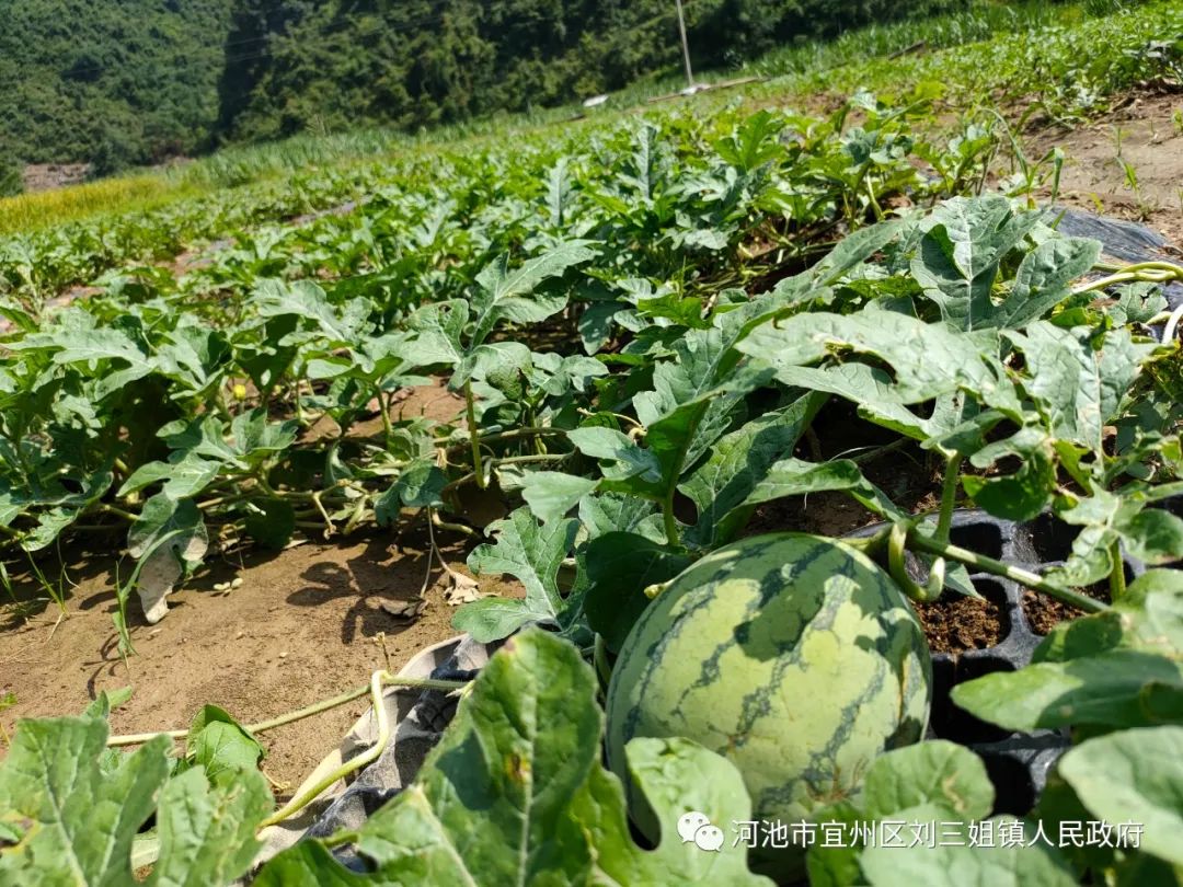 农村致富种植养殖技术_农村致富新项目种植_宜州农村致富种植