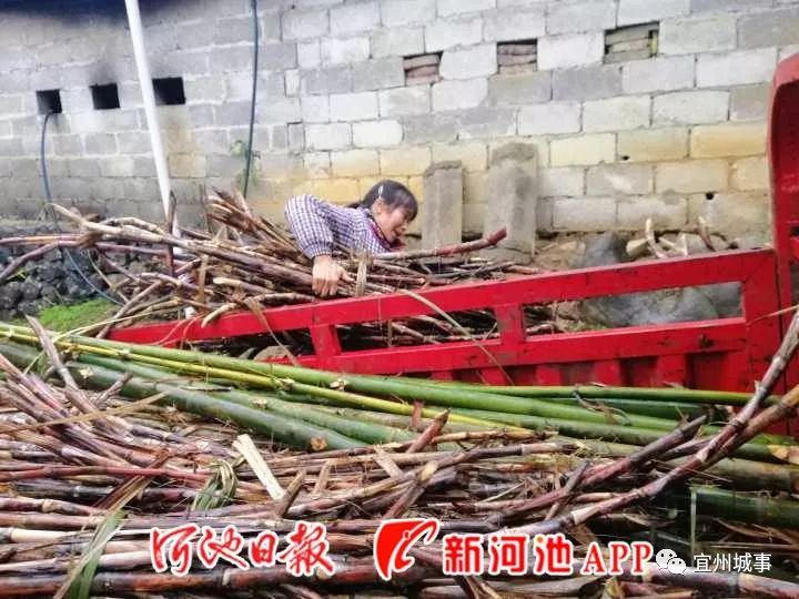 农村致富种植项目_农民致富种植项目_宜州农村致富种植