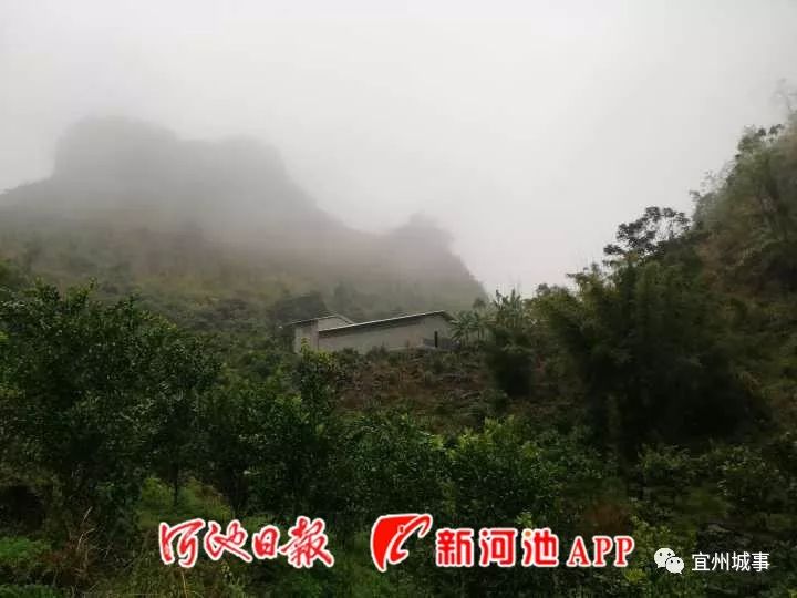 农村致富种植项目_农民致富种植项目_宜州农村致富种植