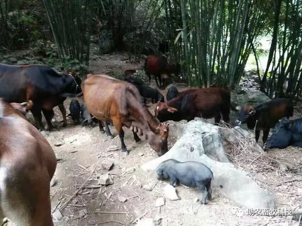 宜州农村致富种植_农村致富项目种植业_农村致富新项目种植