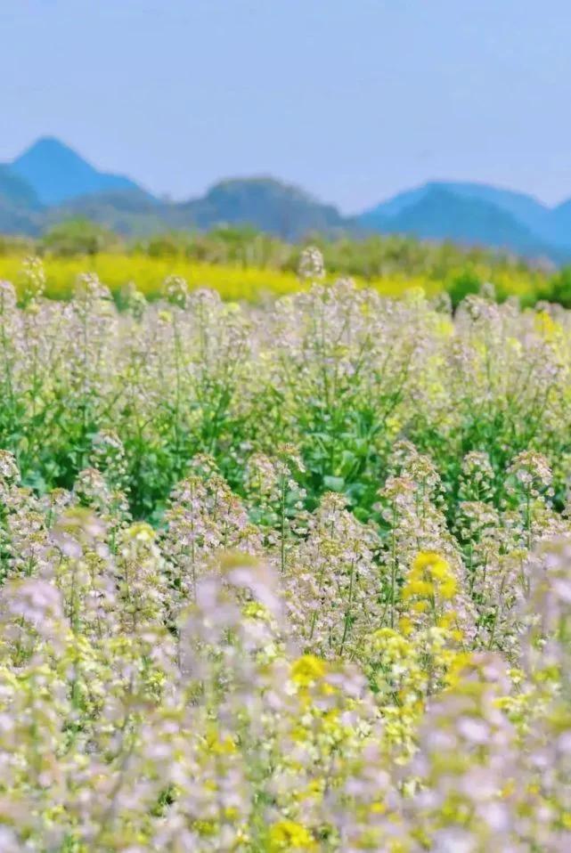 海州常山种植方法_常山农庄_常山种植致富项目