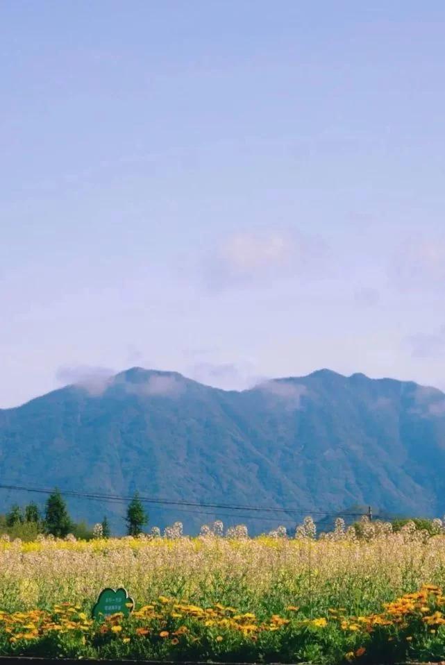 常山种植致富项目_海州常山种植方法_常山农庄