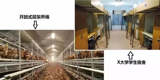 肉鸡长期养殖致富经验_肉鸡养殖前景如何_养肉鸡赚钱吗利润多少