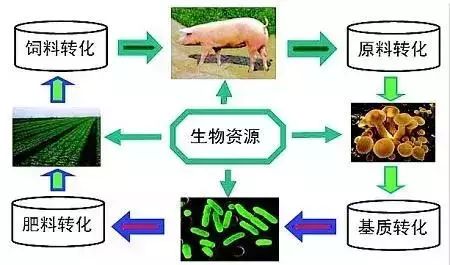 肉鸡养殖前景如何_养肉鸡赚钱吗利润多少_肉鸡长期养殖致富经验