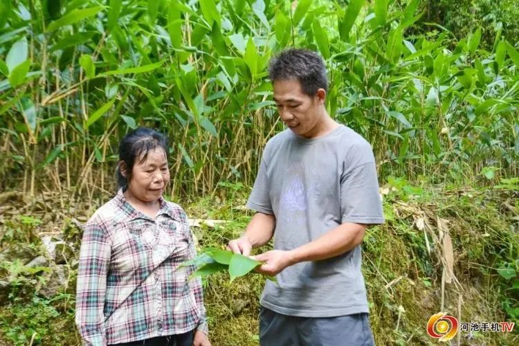 宜州农村致富种植_农村致富项目种植业_农村致富种植养殖技术