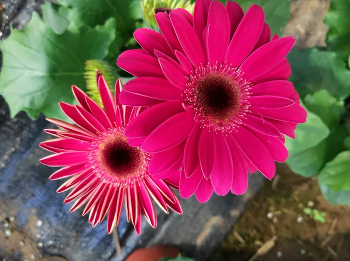 致富鲜花种植来自哪里_种植花卉致富_种植鲜花来致富