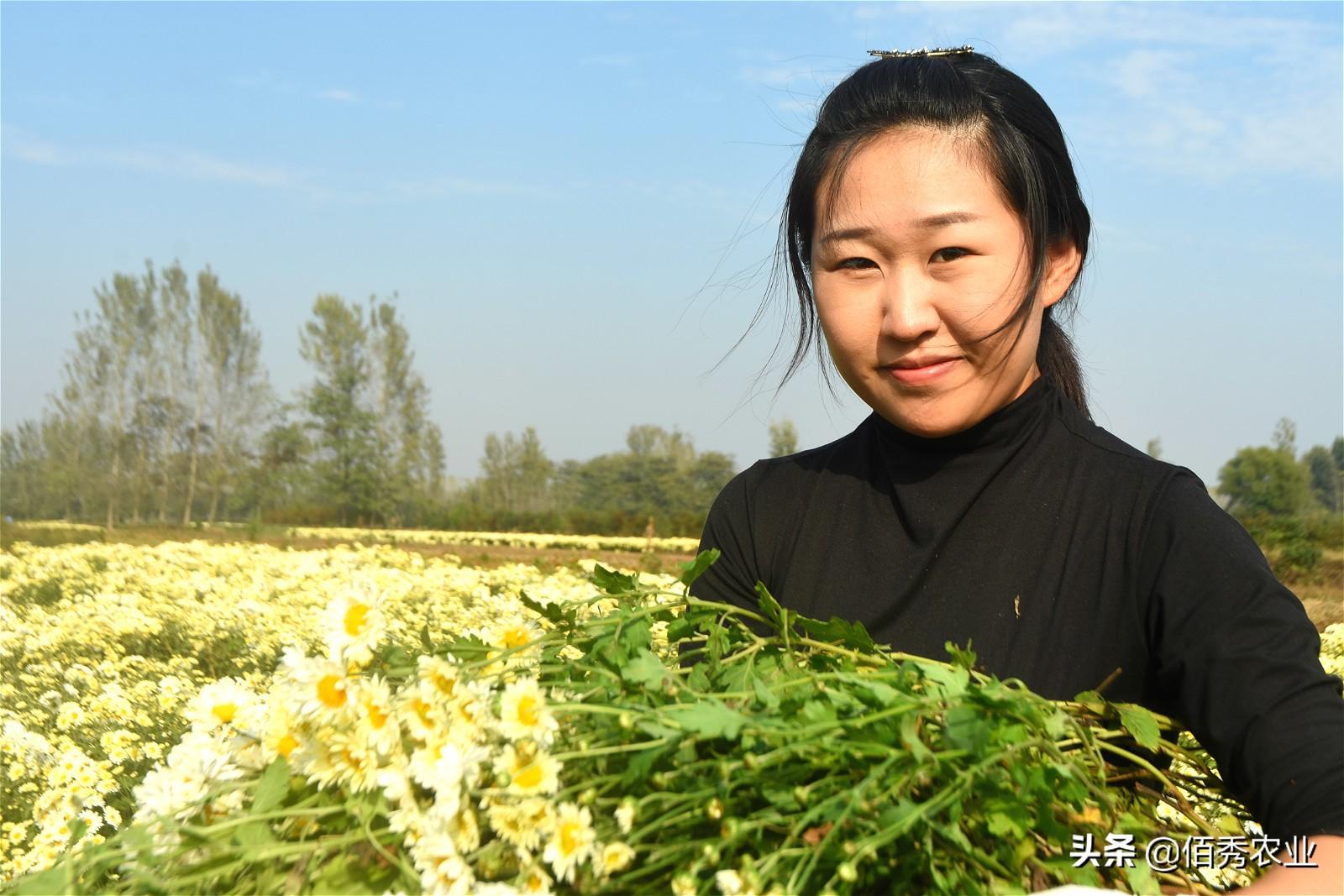 农民种植菊花，经济效益喜人，地头就能销售，摘花工具有智慧