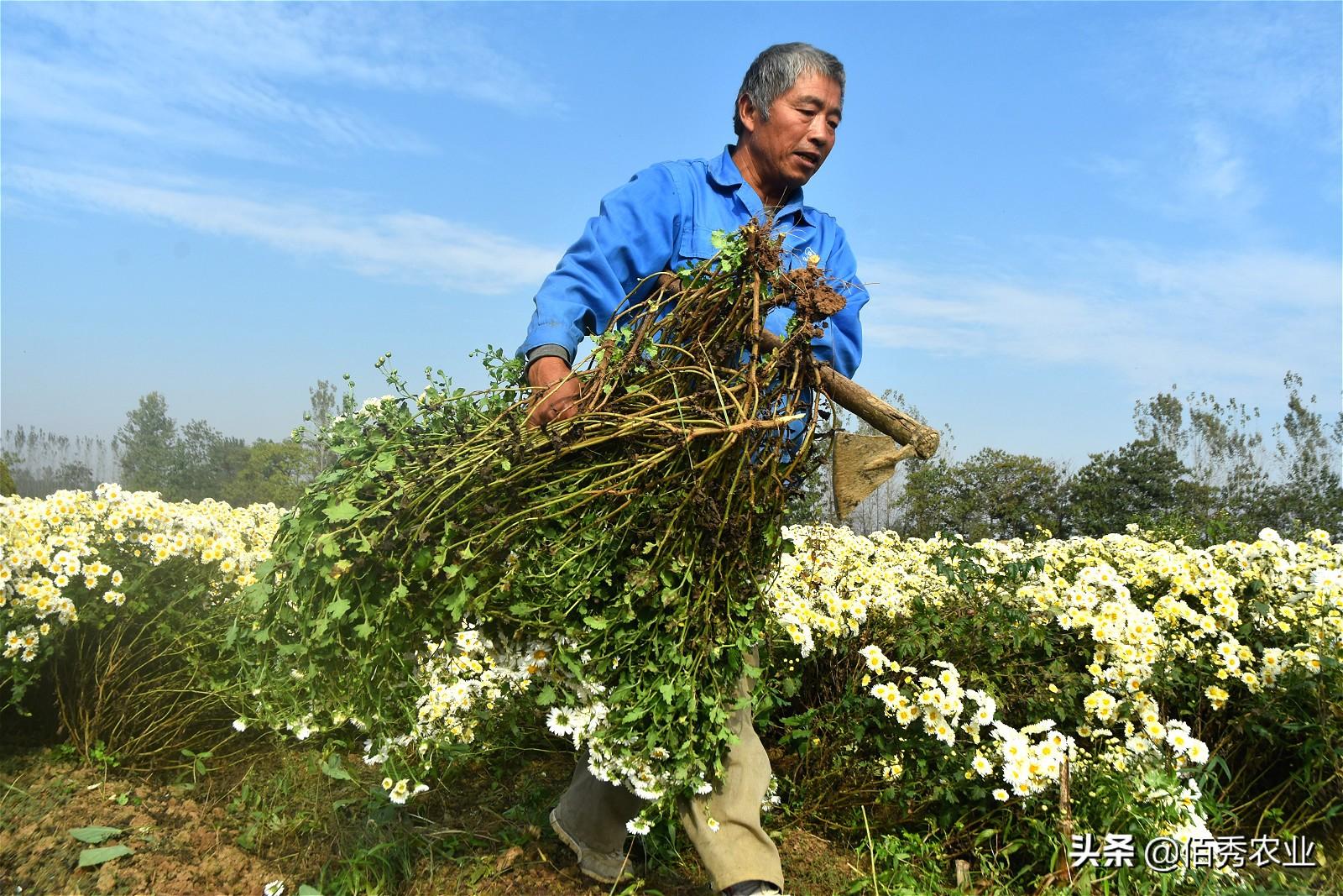 种植鲜花来致富_种花致富经_致富鲜花种植来自哪里