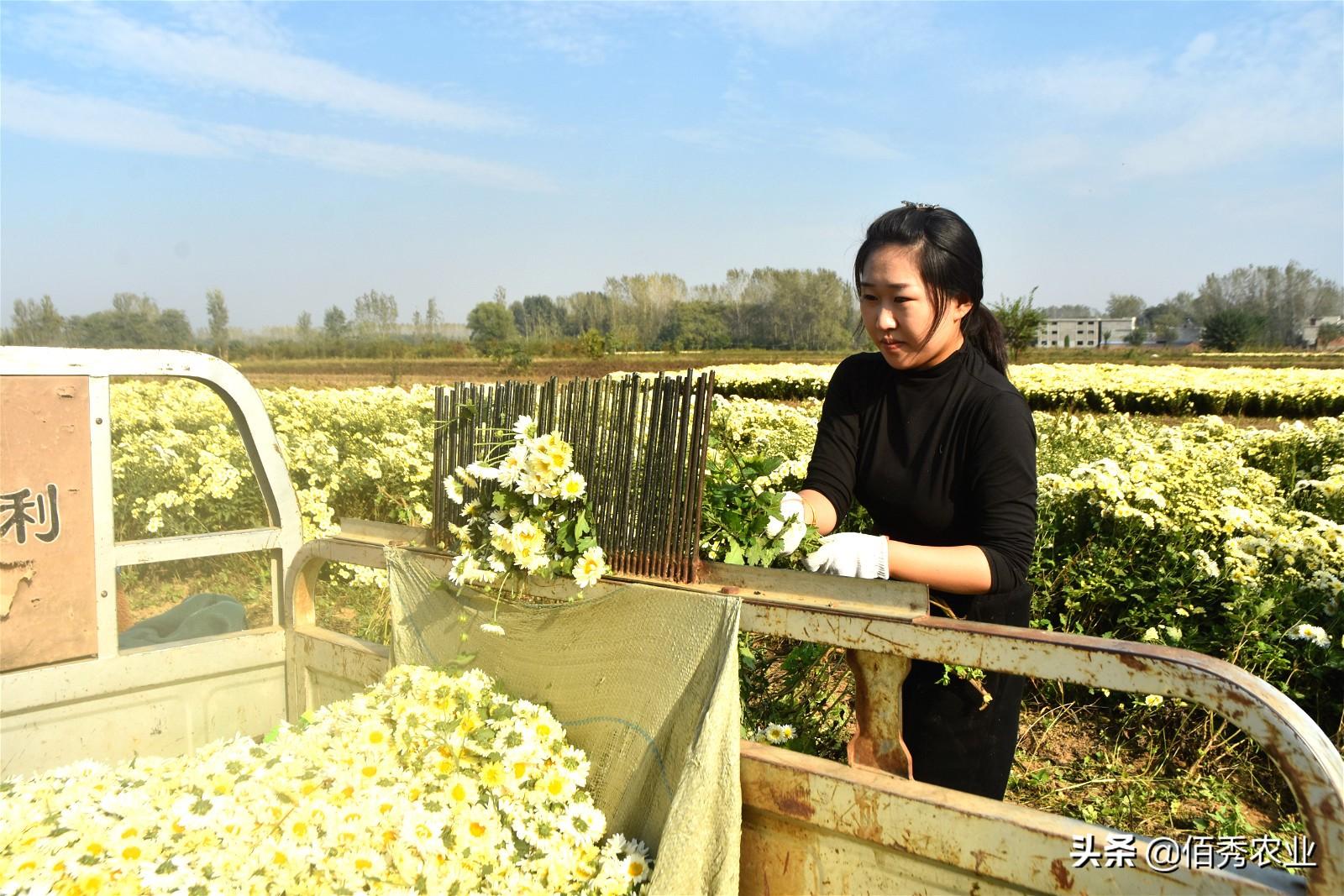 致富鲜花种植来自哪里_种植鲜花来致富_种花致富经