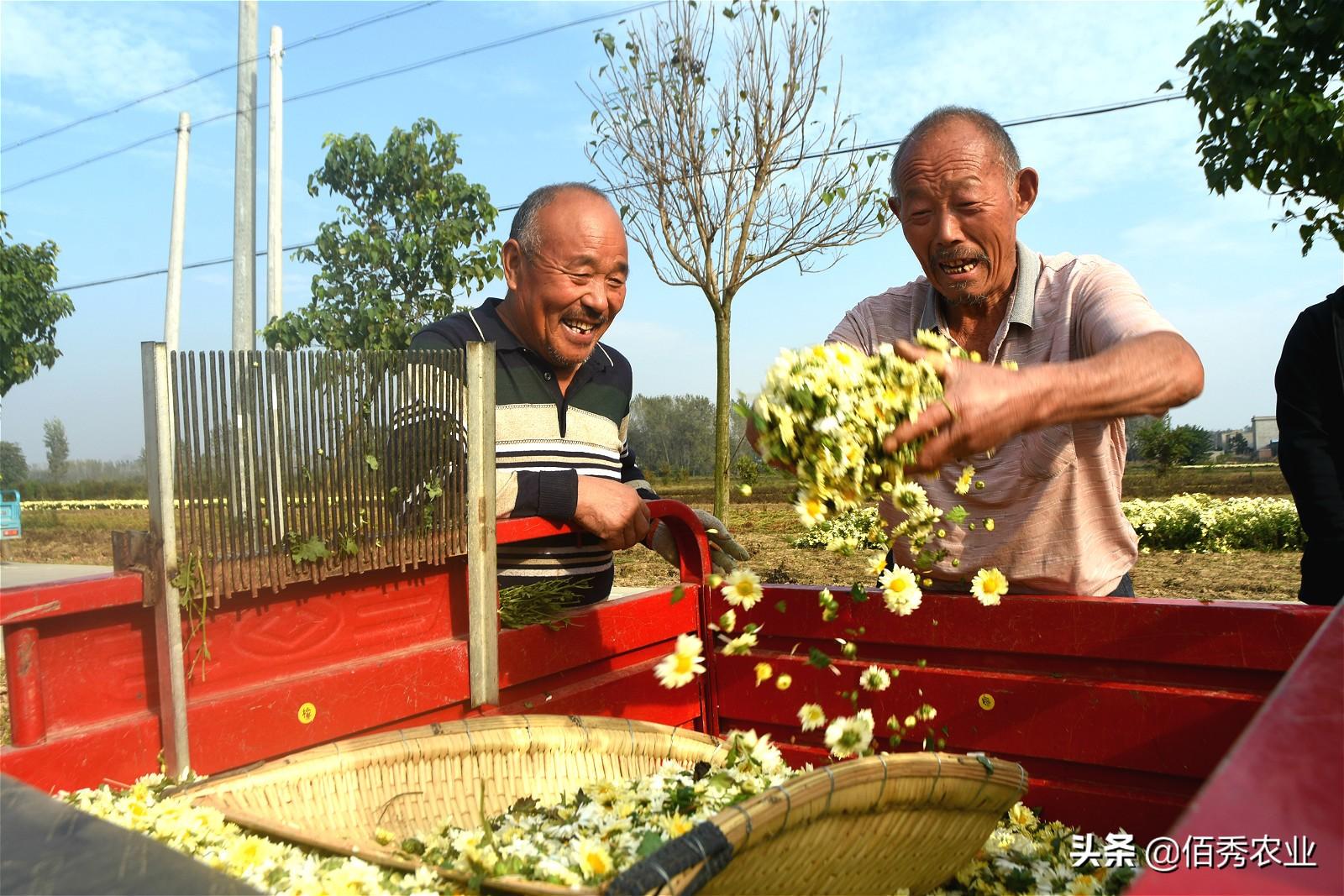 致富鲜花种植来自哪里_种植鲜花来致富_种花致富经