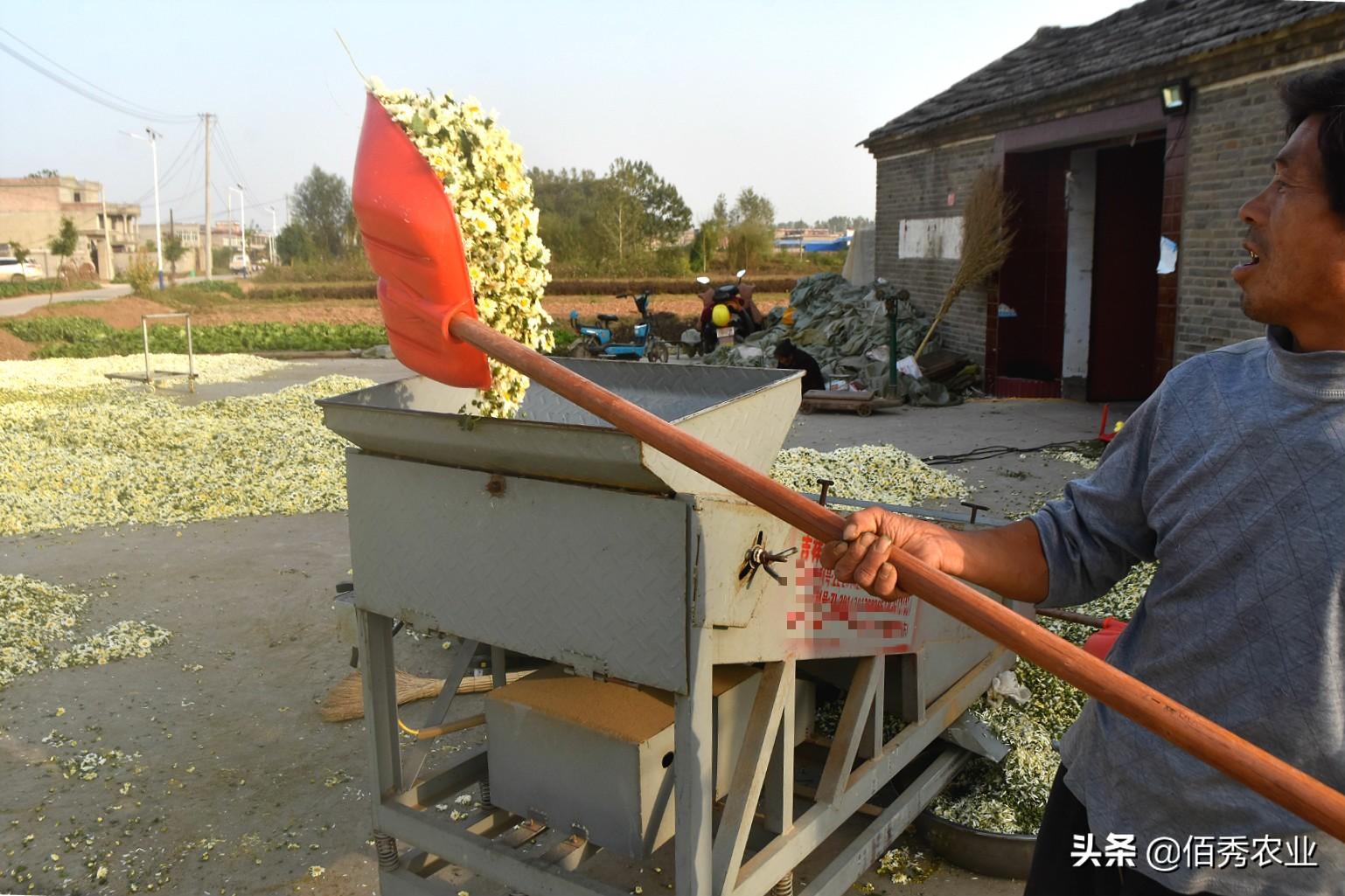 种花致富经_种植鲜花来致富_致富鲜花种植来自哪里