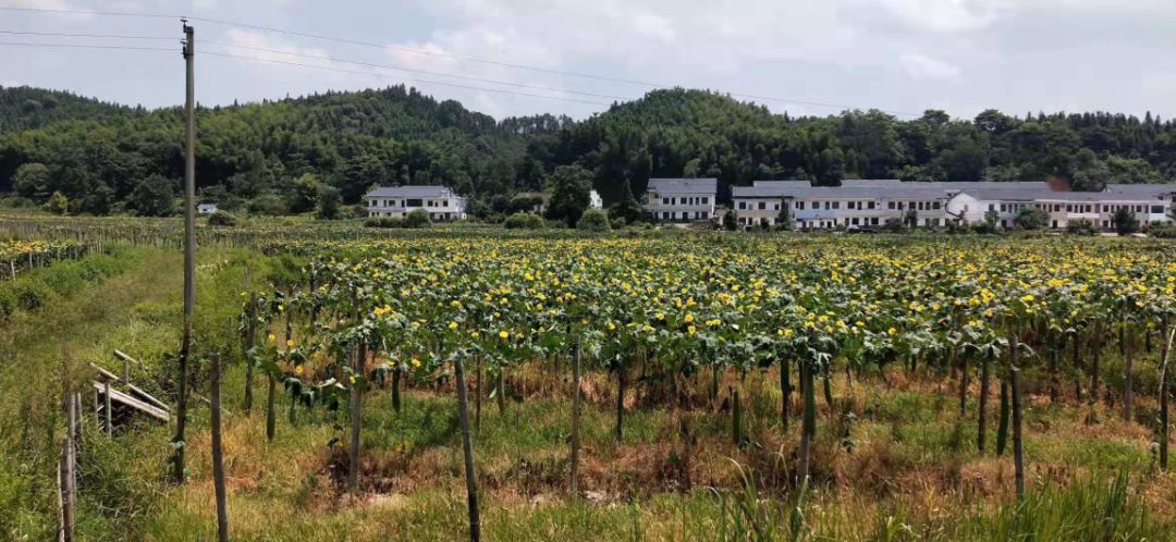 丝瓜种植效益_种植丝瓜赚钱吗_丝瓜种植 致富