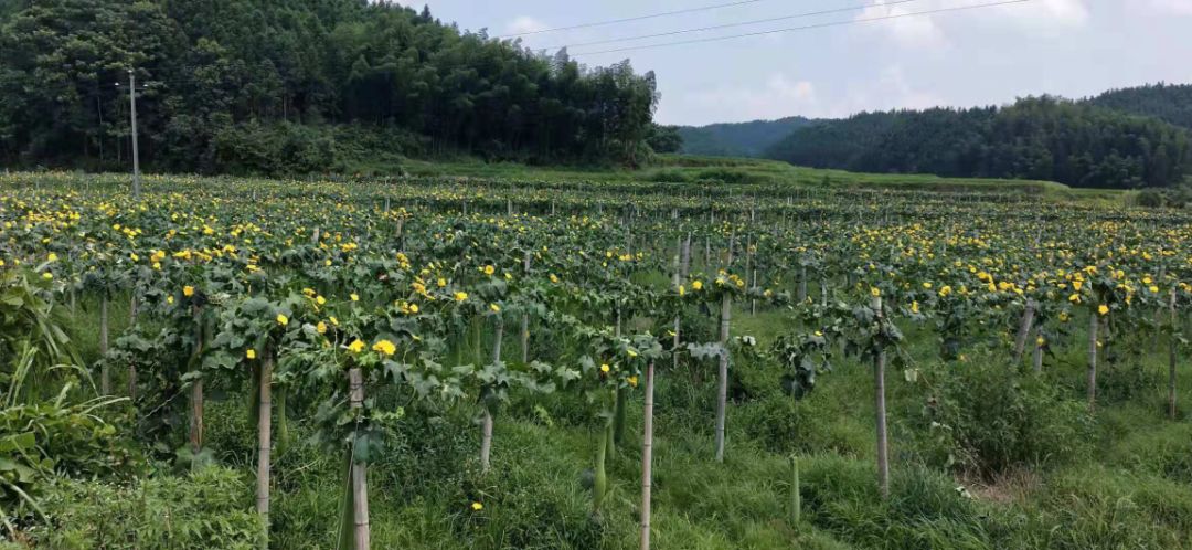 丝瓜种植 致富_种植丝瓜赚钱吗_丝瓜种植效益