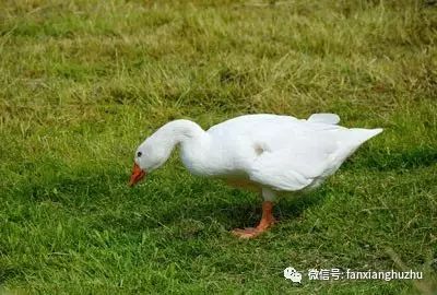 肉鸡养殖前景如何_肉鸡长期养殖致富经验_养殖肉鸡的技术