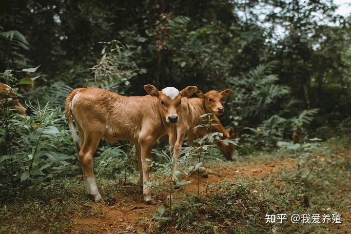 牛羊养殖致富人_养殖致富项目牛_致富养殖牛羊人是谁