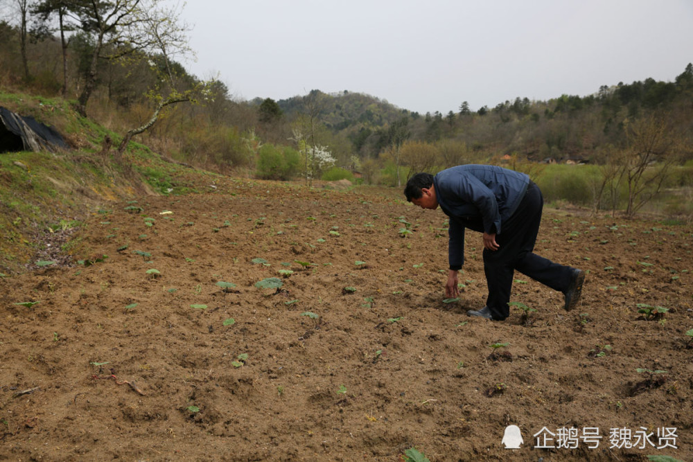 中药材种植致富经_种植药材发家致富_药材逆势种植致富