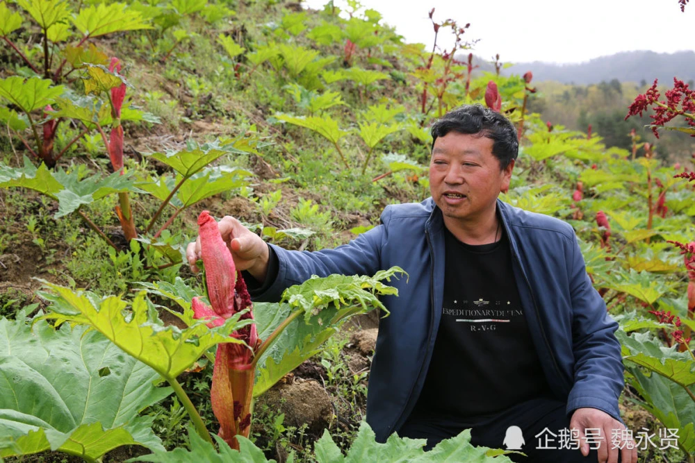 药材逆势种植致富_中药材种植致富经_种植药材发家致富