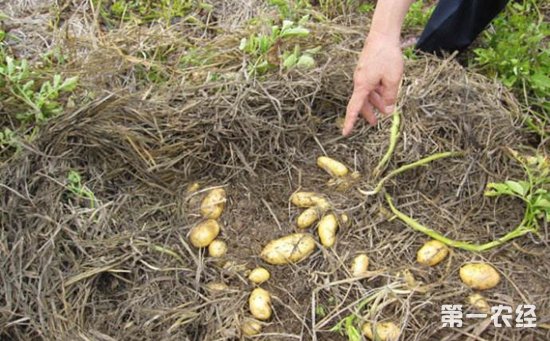 土豆露地种植_视频土豆露天种植技术教程_露天土豆种植技术视频