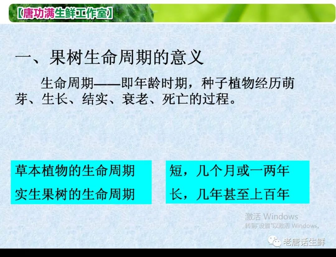 有关桃树的致富经视频_关于桃树的视频_种桃致富