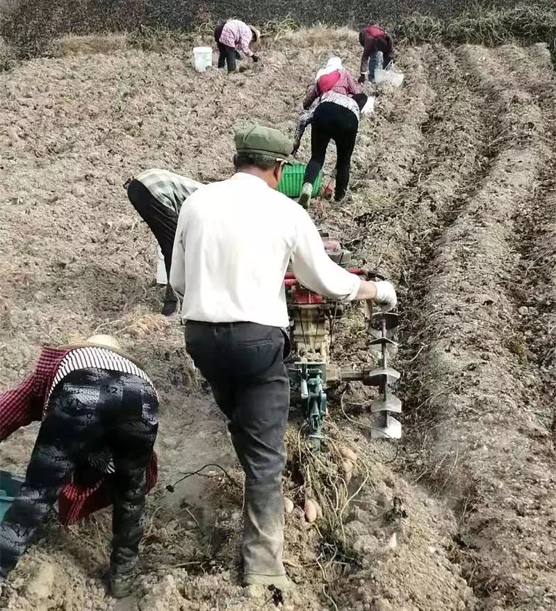 种植紫薯赚钱吗_紫薯种植致富经_紫薯种植效益