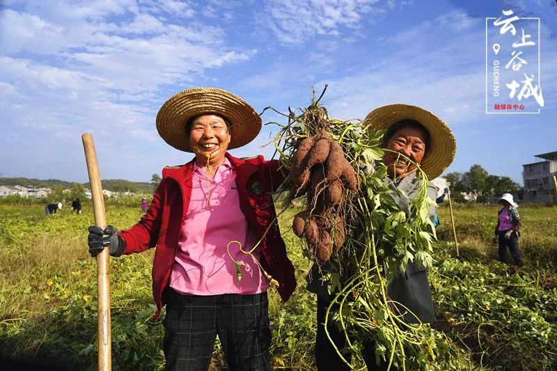 紫薯种植致富经_致富种植紫薯怎么样_种植紫薯赚钱吗