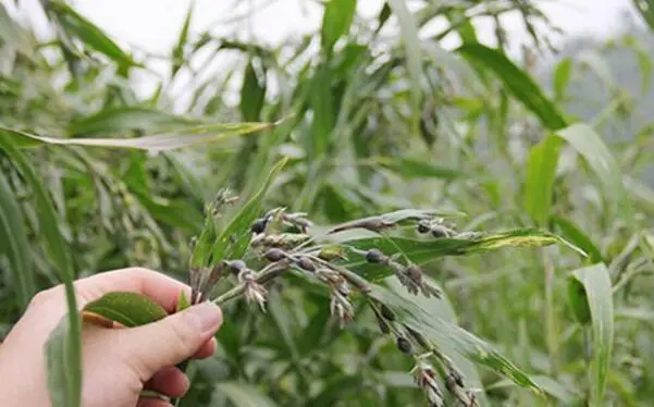 薏仁种植致富_种薏米赚钱吗_致富种植薏仁好吗