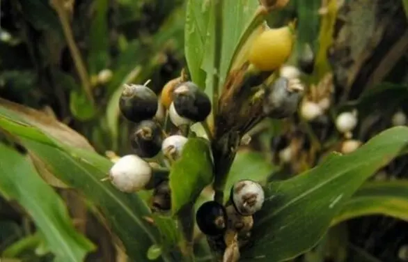 致富种植薏仁好吗_薏仁种植致富_种薏米赚钱吗