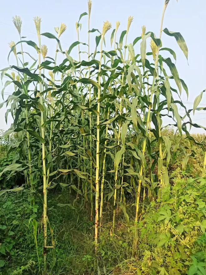 种植高粱效益怎么样_甜高梁种植致富_饲用甜高梁的种植