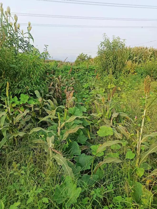 甜高梁种植致富_种植高粱效益怎么样_饲用甜高梁的种植