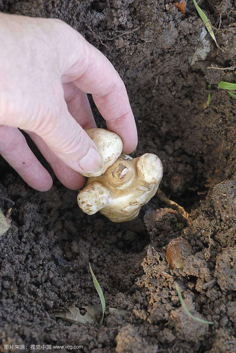 洋姜种植方法技术视频_洋姜种植技术和时间视频_洋姜栽培技术视频