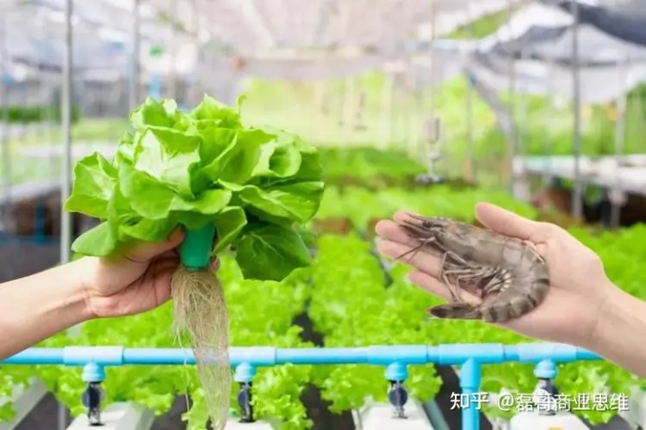 虾菜共生养殖模式，虾和菜一起养，利润竟有这么多