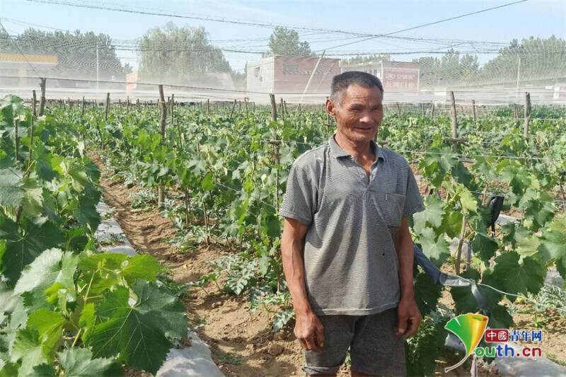 河南南召：七旬特困老人种植葡萄念活“致富经”