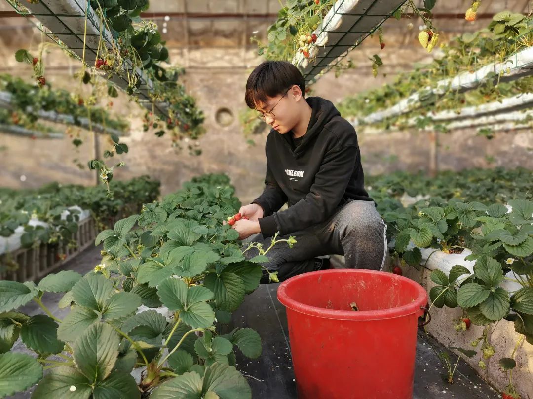 视频种植化现代技术有哪些_视频种植化现代技术是什么_现代化种植技术视频