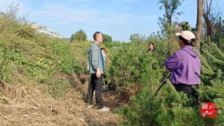 大葱种植技术视频农广天地_大葱种植增收致富_大葱种植高产新技术