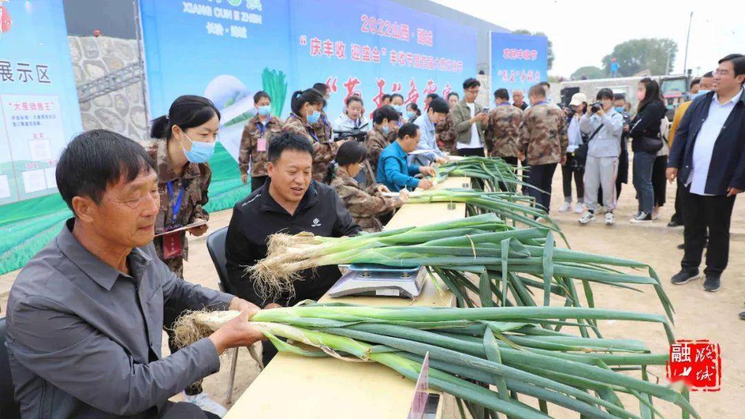 大葱种植技术视频农广天地_大葱种植增收致富_大葱种植高产新技术