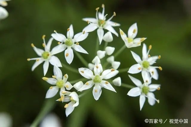 辣椒优质高效的田间管理方法