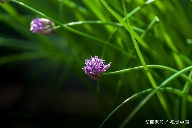 山东韭菜怎么种_韭菜种植山东技术管理_山东韭菜的种植技术