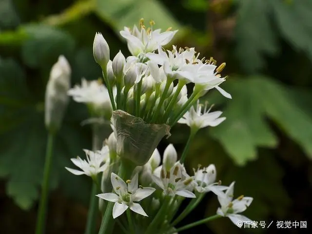 韭菜种植山东技术管理_山东韭菜的种植技术_山东韭菜怎么种