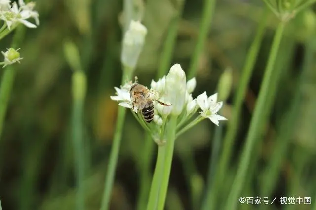 山东韭菜的种植技术_山东韭菜怎么种_韭菜种植山东技术管理