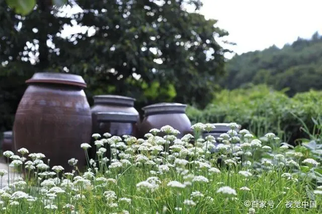 韭菜种植山东技术管理_山东韭菜的种植技术_山东韭菜怎么种