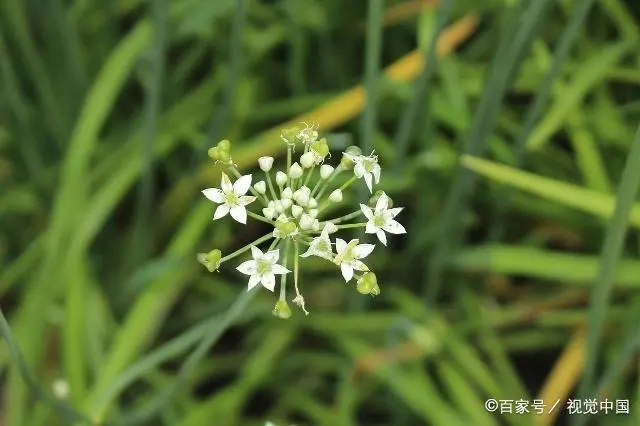 韭菜种植山东技术管理_山东韭菜怎么种_山东韭菜的种植技术