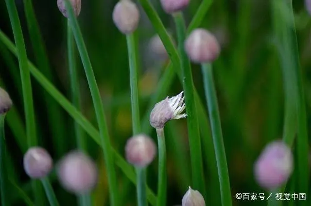 山东韭菜的种植技术_韭菜种植山东技术管理_山东韭菜怎么种