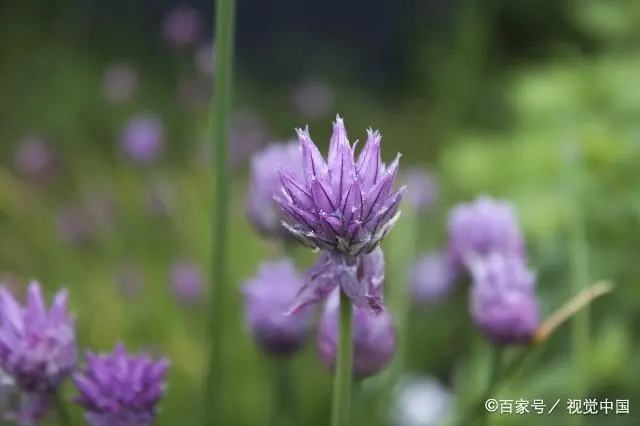 山东韭菜的种植技术_山东韭菜怎么种_韭菜种植山东技术管理