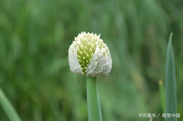 山东韭菜怎么种_山东韭菜的种植技术_韭菜种植山东技术管理