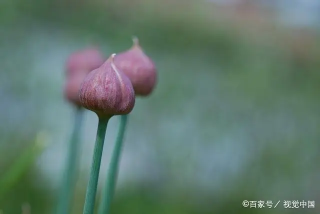 山东韭菜怎么种_韭菜种植山东技术管理_山东韭菜的种植技术