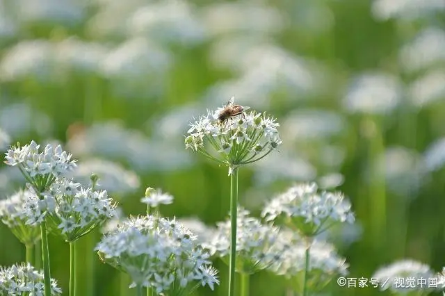 山东韭菜的种植技术_韭菜种植山东技术管理_山东韭菜怎么种