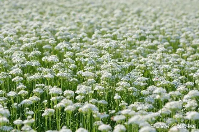 韭菜种植山东技术管理_山东韭菜的种植技术_山东韭菜怎么种