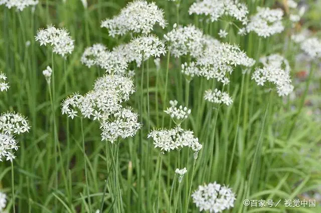 山东韭菜的种植技术_韭菜种植山东技术管理_山东韭菜怎么种