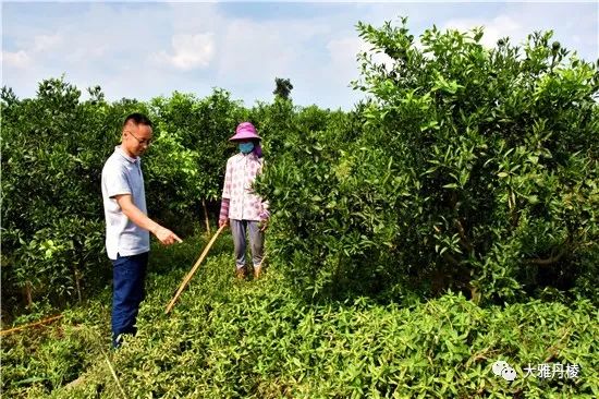 丹棱不知火 种植技术_丹棱不知火 种植技术_丹棱不知火 种植技术